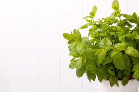 Bunch of fresh organic mint in a pot over white wooden background, closeup with space for textの写真素材