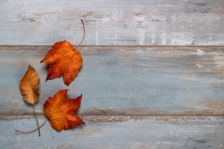 Autumn leaves over blue vintage wooden background with copy space