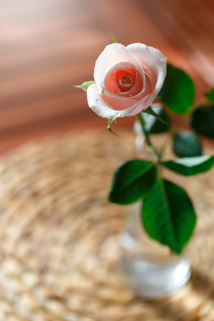 Pink rose in a vase on the table lit by morning sunlightの写真素材