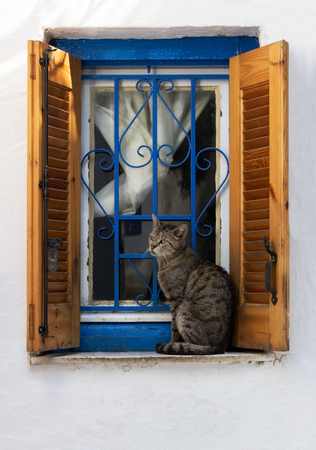 Cat seating on a window age outdoor in a turist's area of Athens greece. Stray catの写真素材