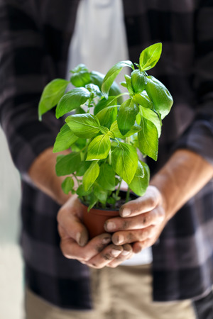 Gardener with a pot of basil close up verticalの写真素材