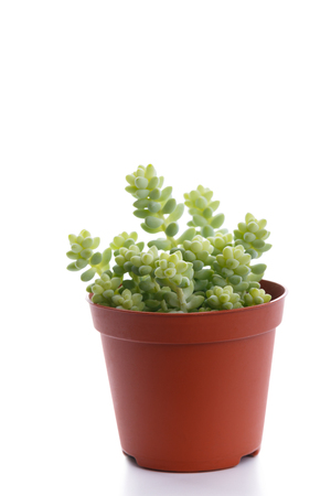 Small succulent in a pot isolated over white modern trending house decorationの写真素材