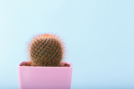 Miniature cactus on blue background trending picture concept baner copy spaceの写真素材