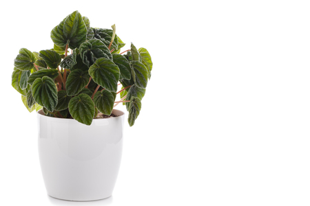 Peperomia caperata, emerald Ripple house plant isolated over white backgroundの写真素材