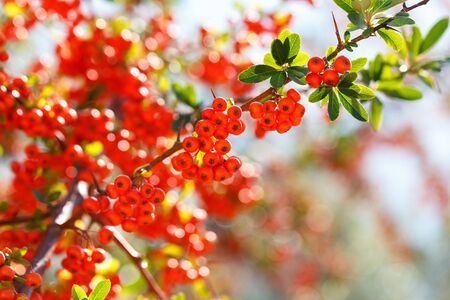 Pyracantha firethorn evergreen bush with orange berries autumn garden decoration, selective focus...
