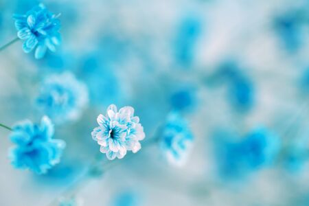 Blue gypsophila or baby's-breath flowers close up modern minimalistic designの写真素材