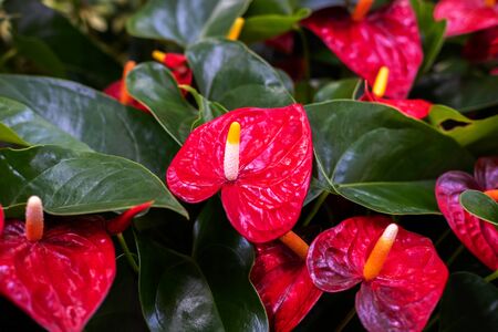 Anthurium red heart shape plant or flamingo flower, tropical exotic plantの写真素材