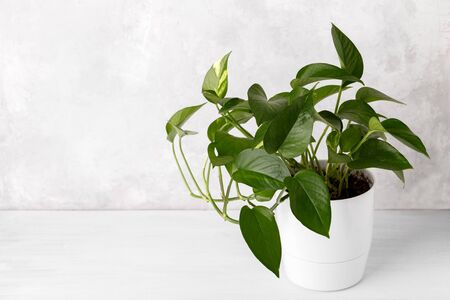 Golden pothos or devil's ivy in white modern flowerpot copy spaceの写真素材