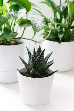 House plants in white ceramic and bamboo cashpo pots on the table, haworthia pothos and spathiphilumの写真素材