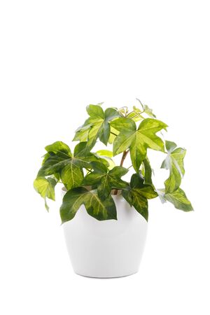 Hedera Helix or Devil's ivy in a white plastic pot isolated, verticalの写真素材