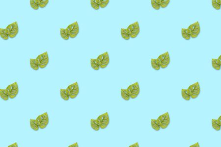 Monstera adansonii tropical plant leaf on turquoise background, seamless patternの写真素材