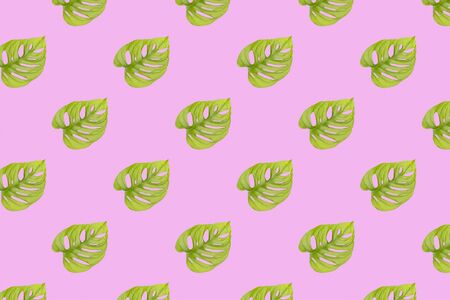 Monstera adansonii tropical plant leaf on pink background, seamless patternの写真素材