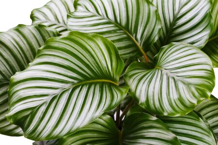 Calathea Orbifolia close up, tropical houseplant room decorの写真素材
