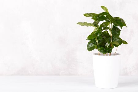 Coffee arabica plant in a white ceramic pot on the kitchen counter copy spaceの写真素材