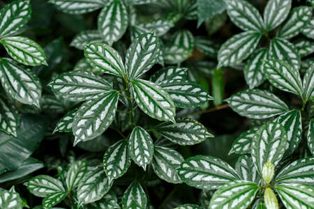 Fittonia variegated close up tropical houseplant backgroundの写真素材