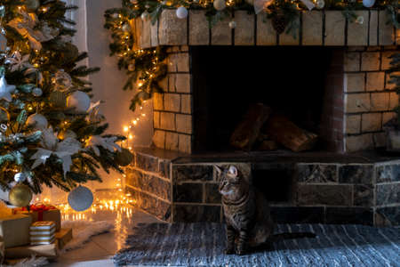 Christmas tree with white modern ornaments, fireplace and bengal cat, cozy festive evening, family celebrationの写真素材