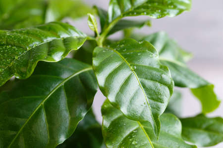 Coffee arabica plant in a white ceramic pot on the grey stone background, close up, macroの写真素材