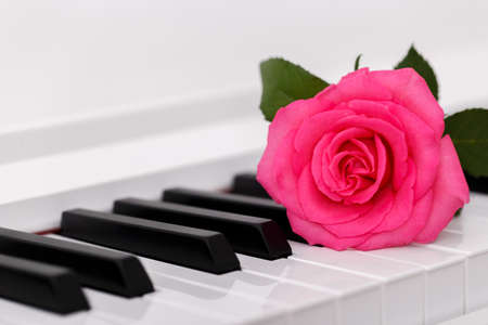 Romantic concept, piano and pink rose, close upの写真素材