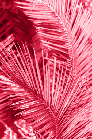 Tropical palm tree branch close up, sunny summer day toned with color of the year 2023の写真素材