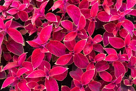 Red leaves with purple veins and yellow frame like background