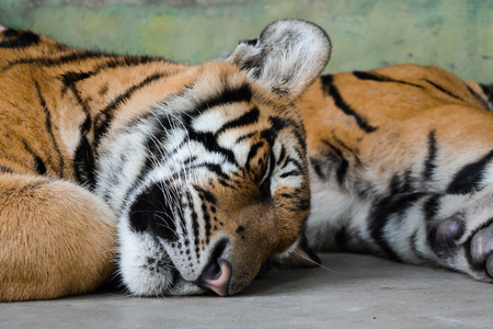 Muzzle is sleeping great tiger closeの写真素材