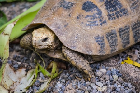Large colorful turtle eats the leaves. Close up view of turtle and shell