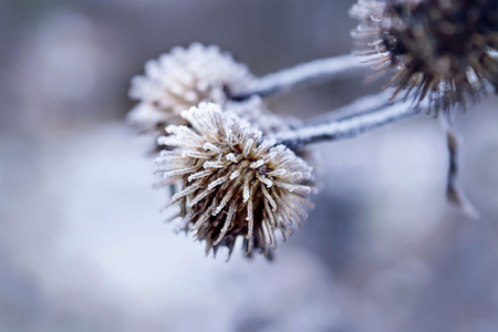 Winter Christmas pine cones in the frost on blue background, selective focusの写真素材
