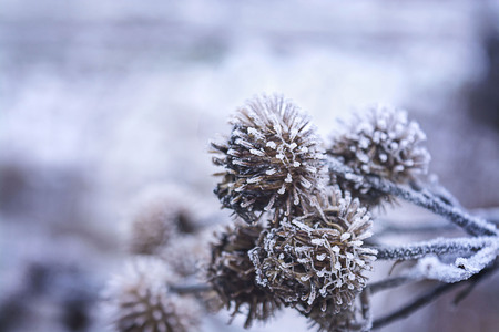 Winter Christmas pine cones in the frost on blue background, selective focusの写真素材
