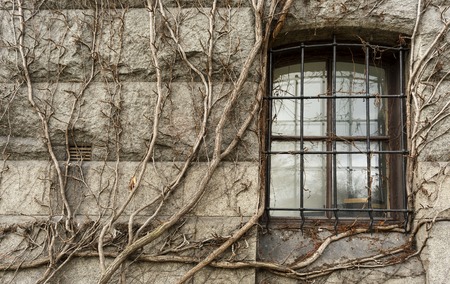 Window with wrought iron grille in medieval castle entwined with dry vine