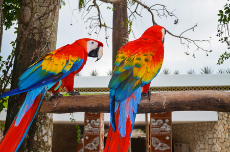 Two colorful macaw sitting on a branch near to each other