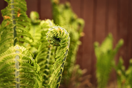 Curls of young shoots of fern in the forest against the background of a trees.の写真素材
