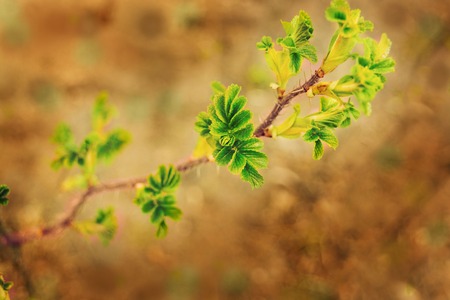 Escape roses with green leaves and thorns on the background of black earthの写真素材