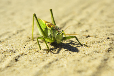 large green grasshopper on a sandy road, closeの写真素材