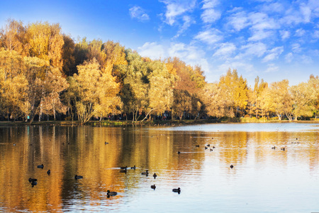 autumn forest is reflected in the lake with ducks, blue sky with cloudsの写真素材