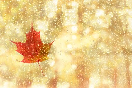 autumn maple leaf on glass with natural water drops. Window