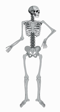 vector isolated human skeletonのイラスト素材