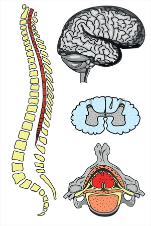 vector human brain and spineのイラスト素材