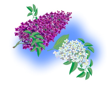 Two beautiful branches of lilacのイラスト素材