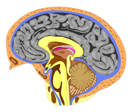 Anatomy of the brain (side view) のイラスト素材