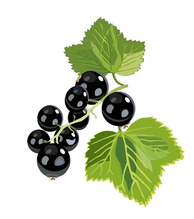 vector branch of black currantのイラスト素材