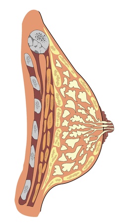 Anatomy of female breast のイラスト素材