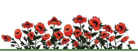 Field of poppies のイラスト素材