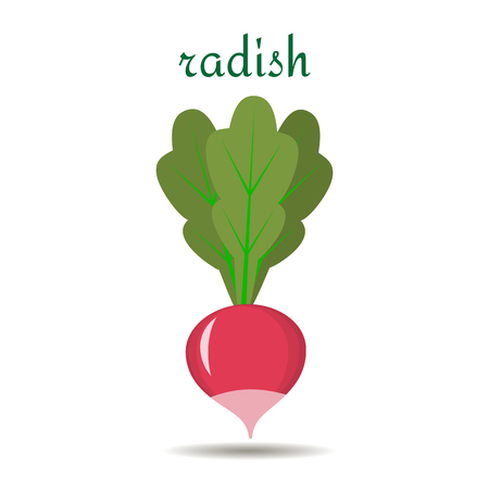 Radish icon in flat style on white background. Vegetable from the farm. Organic food, vector illustration.のイラスト素材