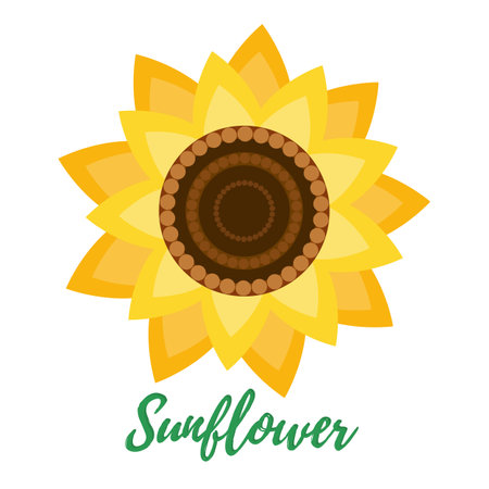The sunflower flower is isolated on a white background.のイラスト素材