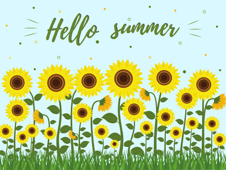 Postcard with sunflowers and green leaves, grass. Hello summer. Vector illustration.のイラスト素材