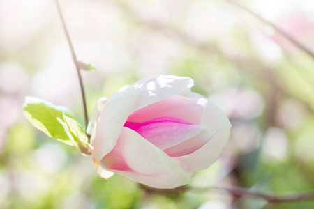 magnolia tree blossom in springtime. tender pink flowers bathing in sunlight. warm april weatherの写真素材