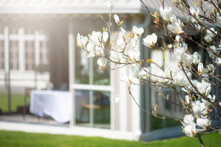 White blooming magnolia buds on a branch in a botanical garden near a restaurant preparing to openの写真素材