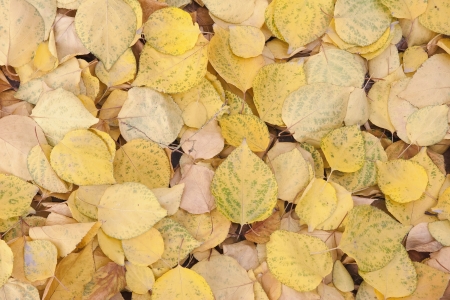 Abstract background of yellow leavesの写真素材
