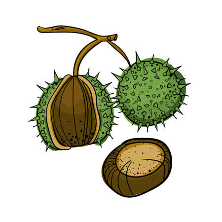 Hand drawn colored chestnut with outline. Brown, green and beige colors.のイラスト素材