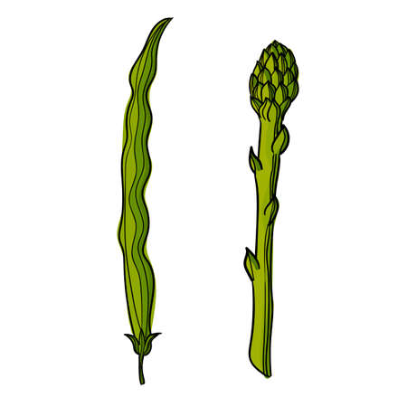 Vector illustration of a bean pod and asparagus using different shades of green and strokes.のイラスト素材
